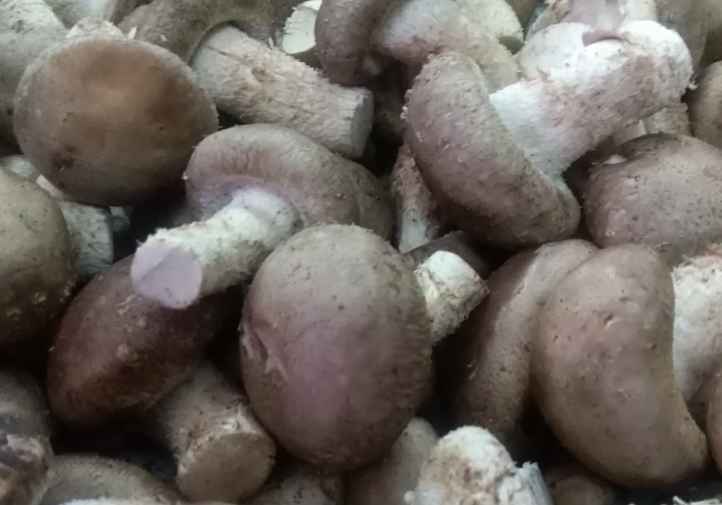 全鏈謀項(xiàng)目，全員抓項(xiàng)目｜2026年，金華食用菌產(chǎn)業(yè)這樣干