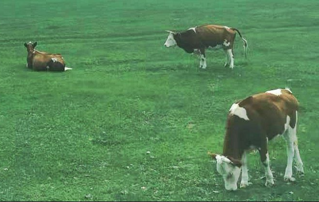 鄂爾多斯市推進(jìn)奶產(chǎn)業(yè)高質(zhì)量發(fā)展 食品機(jī)械有何利好