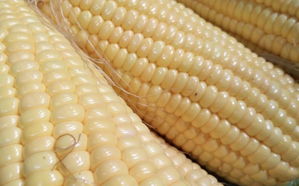 《速冻玉米穗》国标发布：速冻食品行业进入“标准化竞争”新阶段
